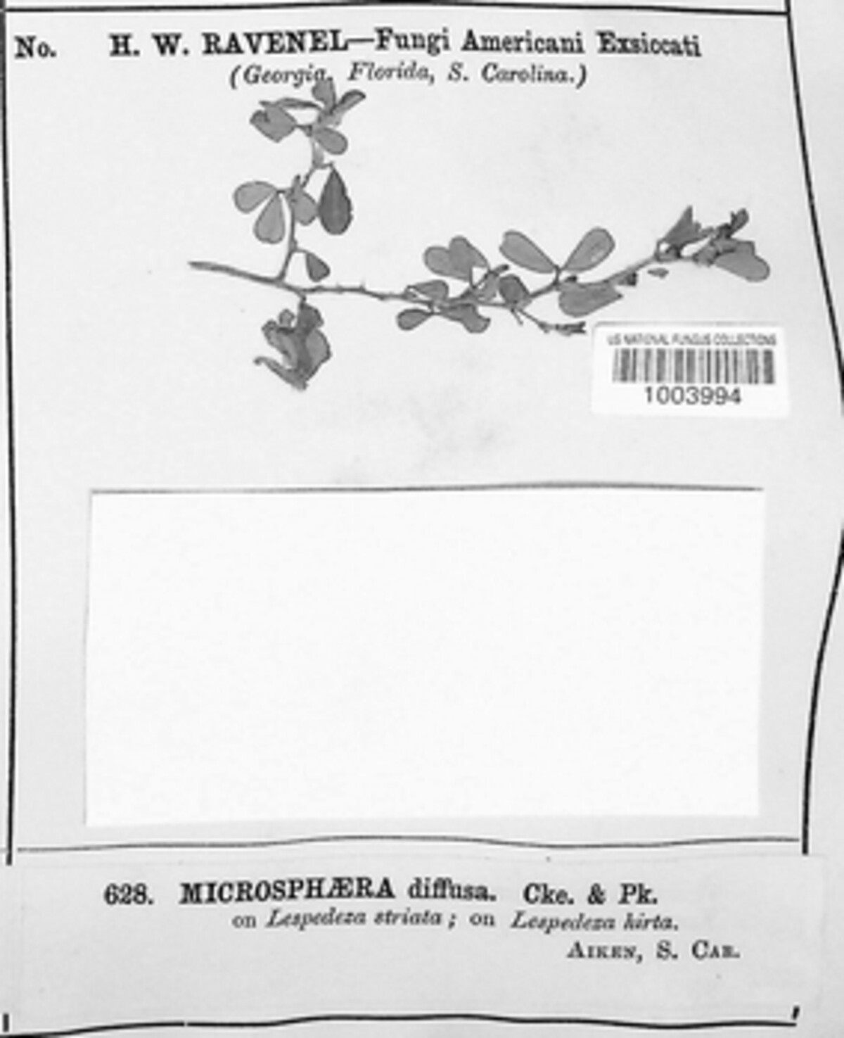 Erysiphe diffusa image